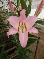 [5527 PO27 Alonso No02.JPG]